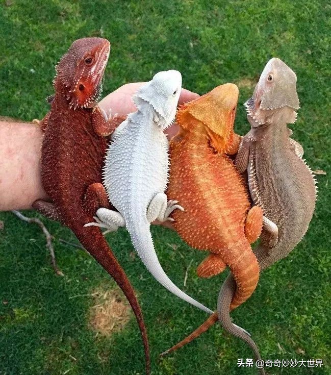 28张图看世界，欧洲贵妇的小便神器，在挪威“当官”的企鹅