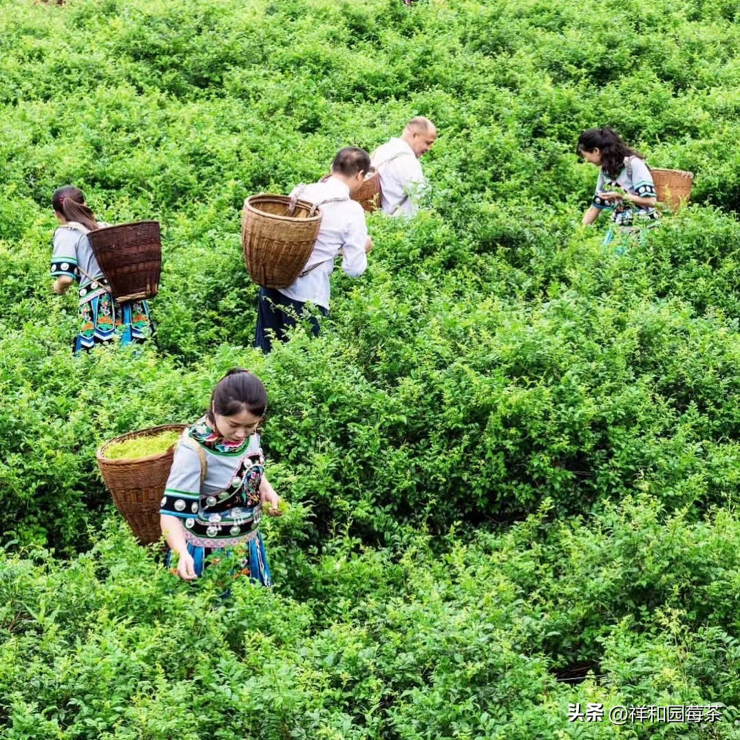 张家界莓茶哪个品牌是老字号,张家界的莓茶什么味道