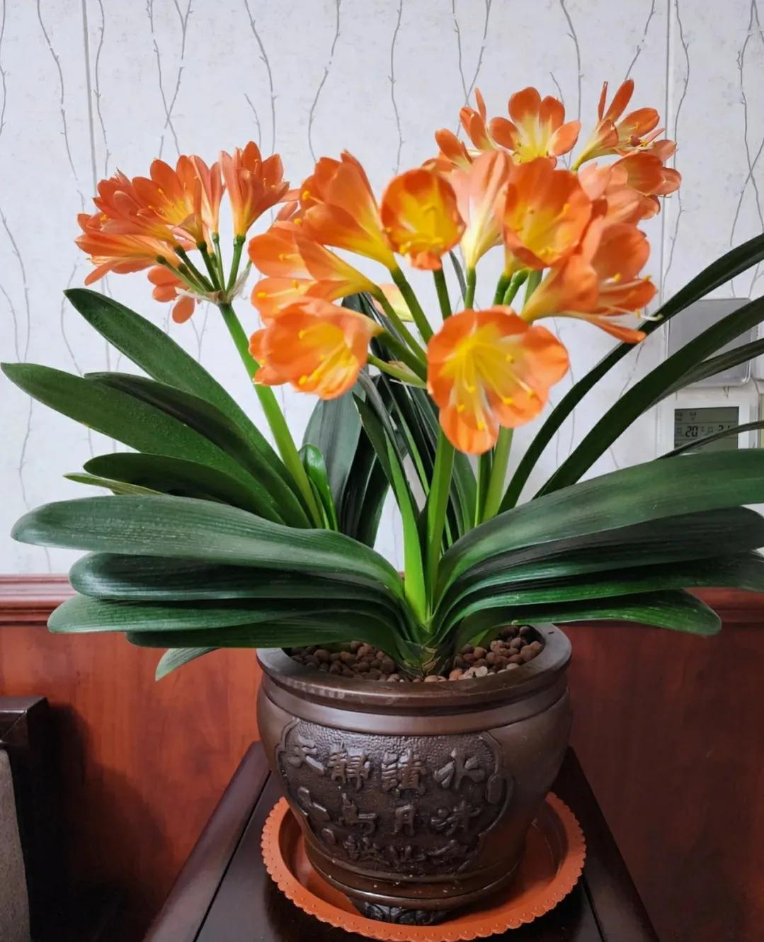 室内不见阳光比较好养的花有哪些,室内适合养什么花或植物对身体好