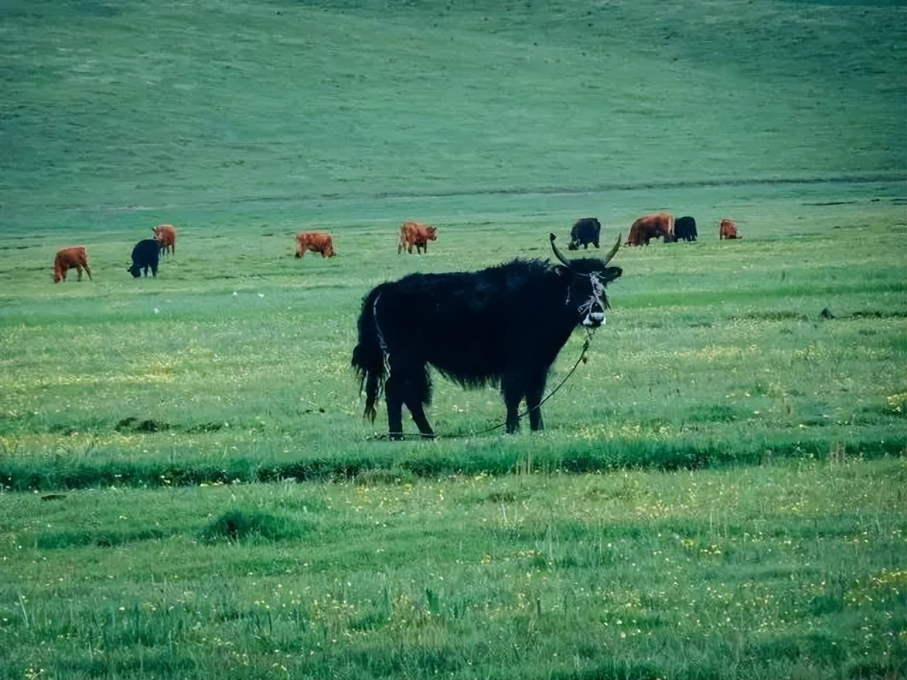 定西户外露营地推荐,定西有帐篷的野外露营地