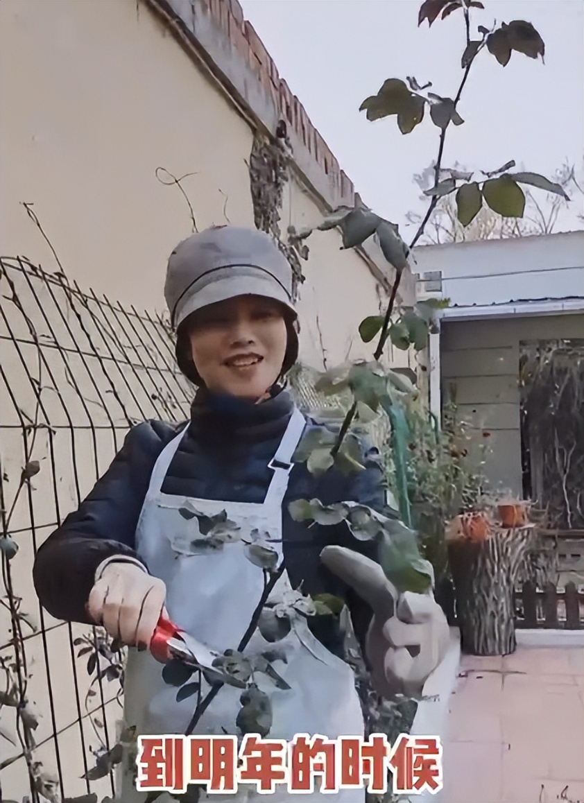 徐俐：变身农村大妈，对小花园进行冬季“修剪施肥保温”养护管理