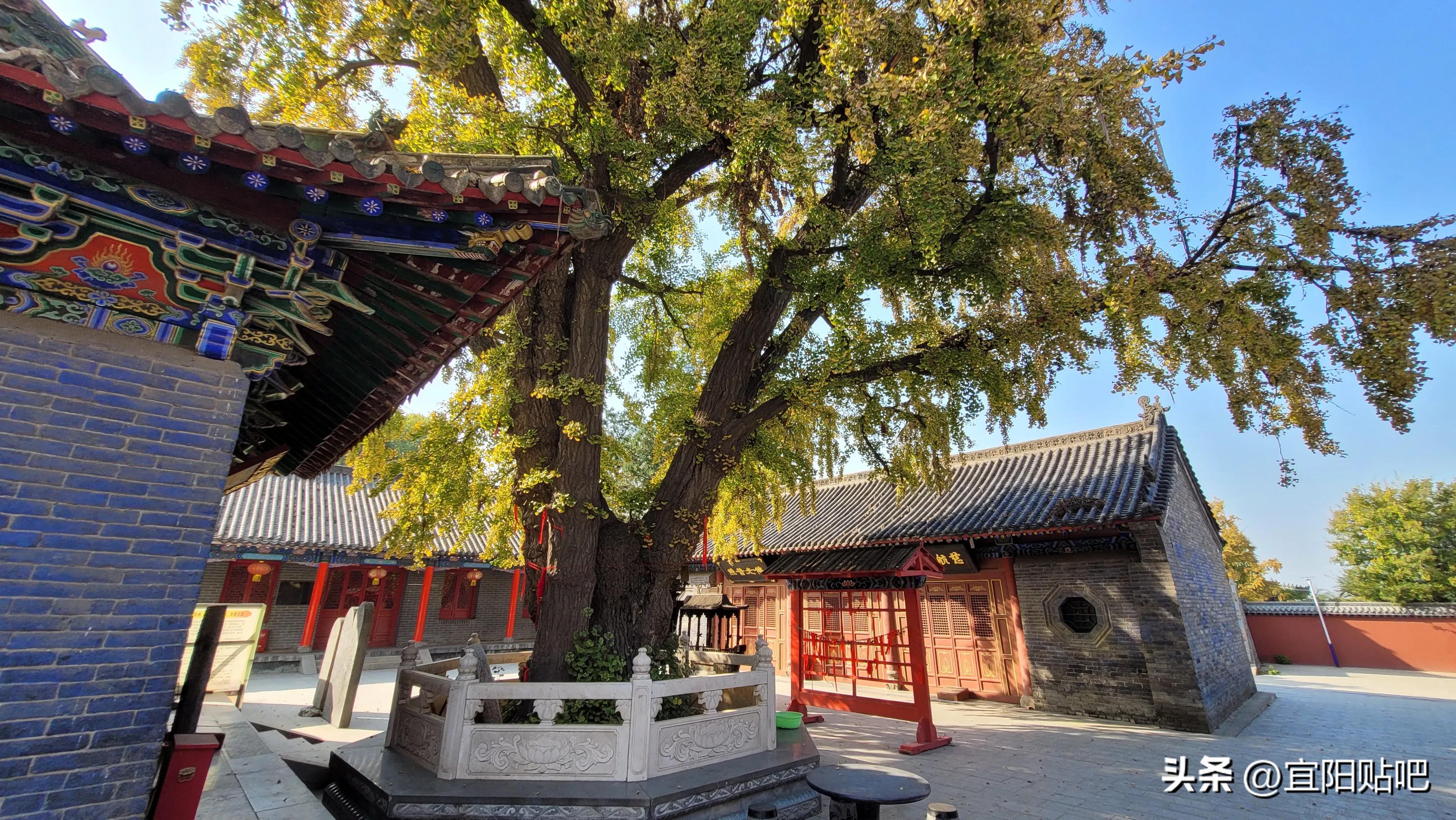 ​你说，一树春杨，梦里青巷，后来，不曾痴想，枯树成殇