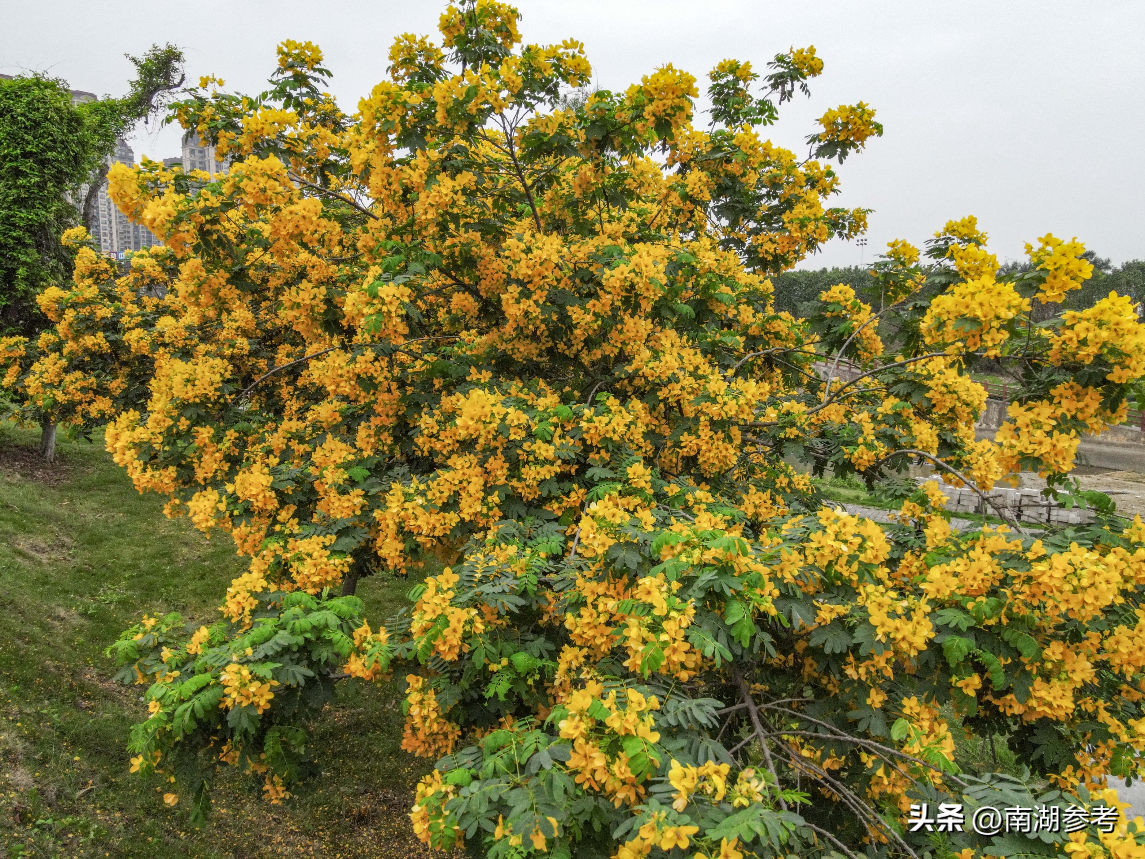 满目鲜花灿烂才是春天该有的样子,满目黄花遍地金