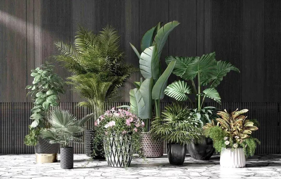 家居绿植可不能随便摆~