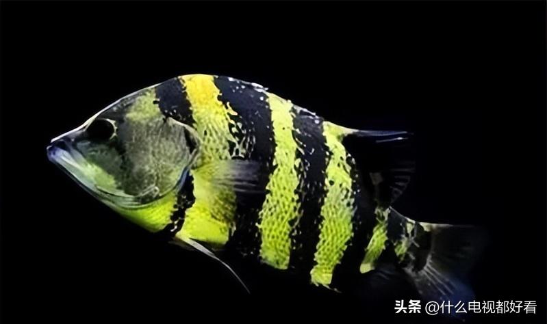 虎鱼从小饲养的正确方法,饲养虎鱼有哪些注意事项