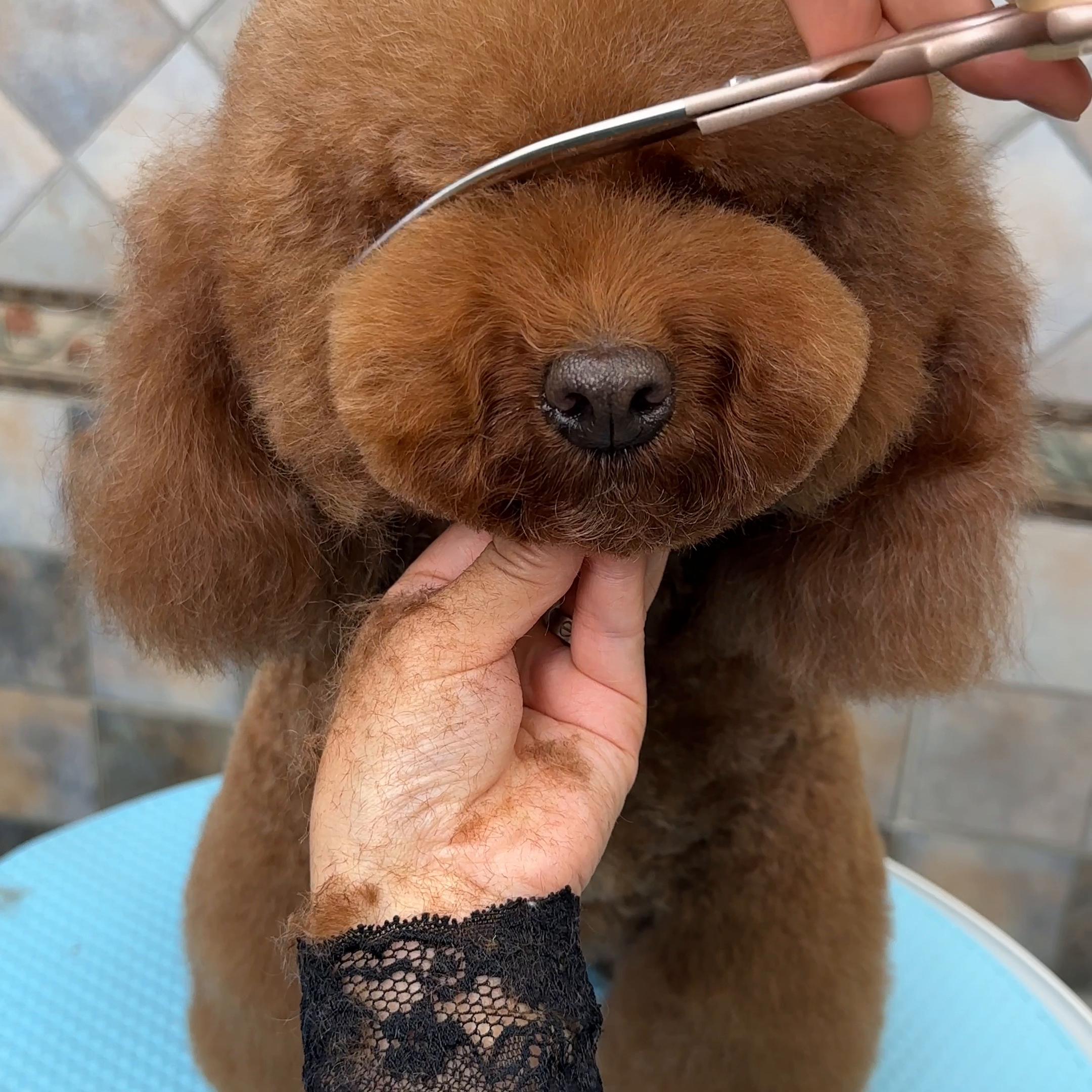 宠物美容教学泰迪,宠物美容泰迪知识