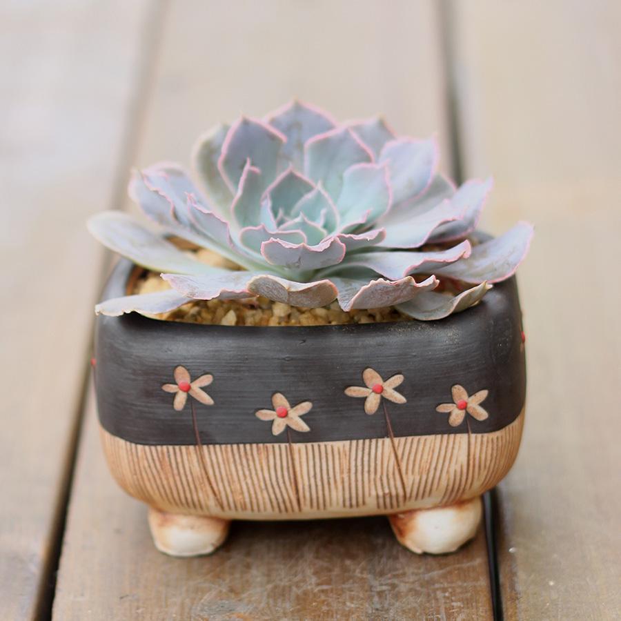 网购多肉如何快速种植成活,网购多肉植物如何入门养护