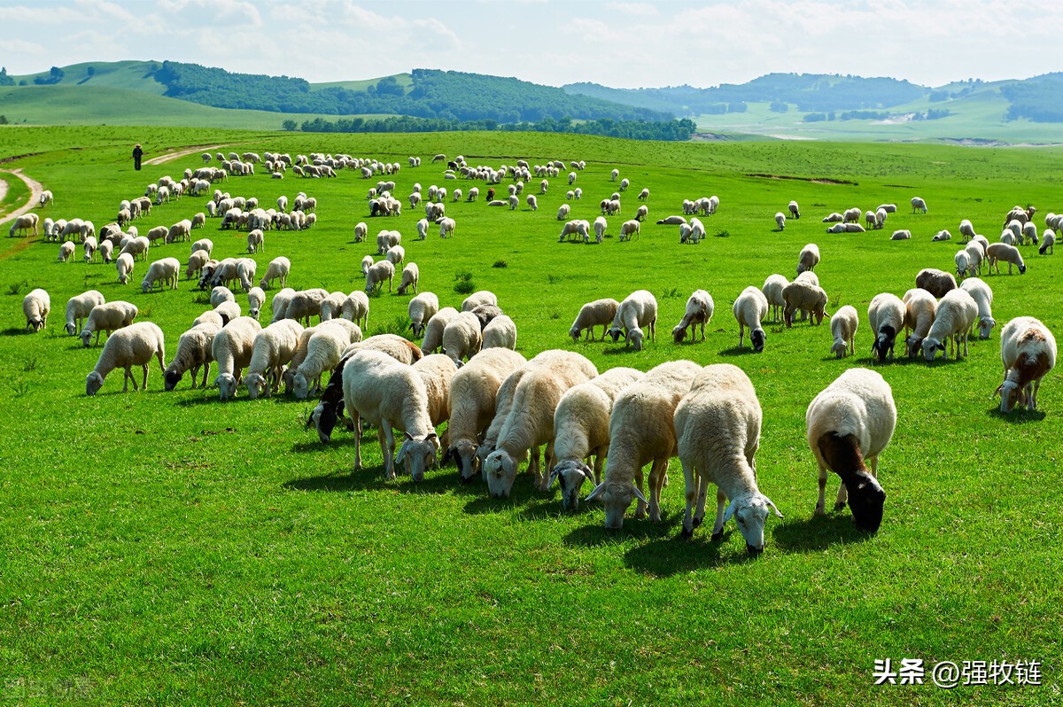 僵羊怎么调理,僵羊怎么处理最好