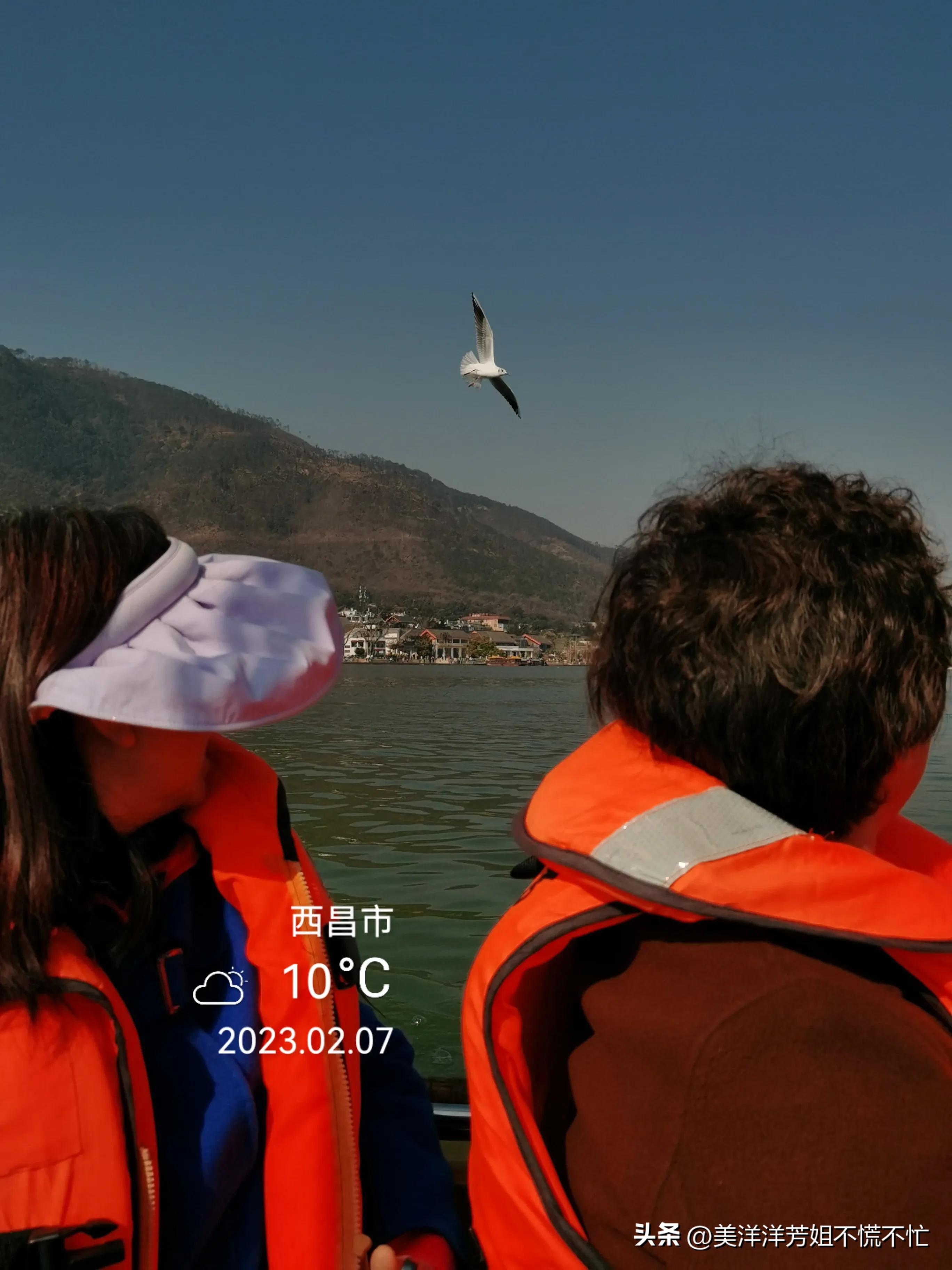 西昌邛海什么时候有海鸥,冬季去西昌邛海喂海鸥