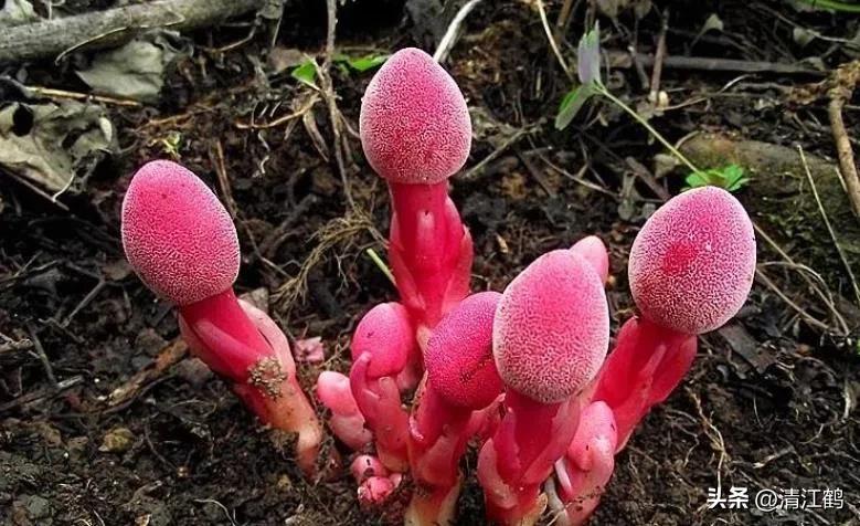 中草药回春草的价格,中草药回春草图片功效和别名