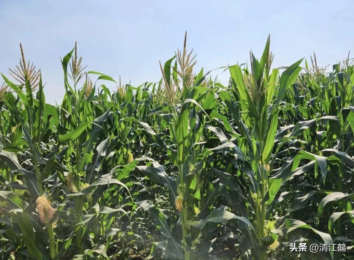 人称“蜂花醇”，有“9大增产用途”，对照使用，可提质增效