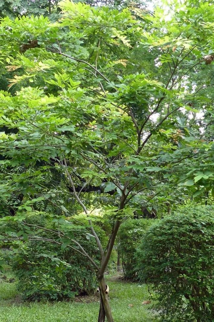 鸡翅木入选红木理由,鸡翅木最廉价的红木