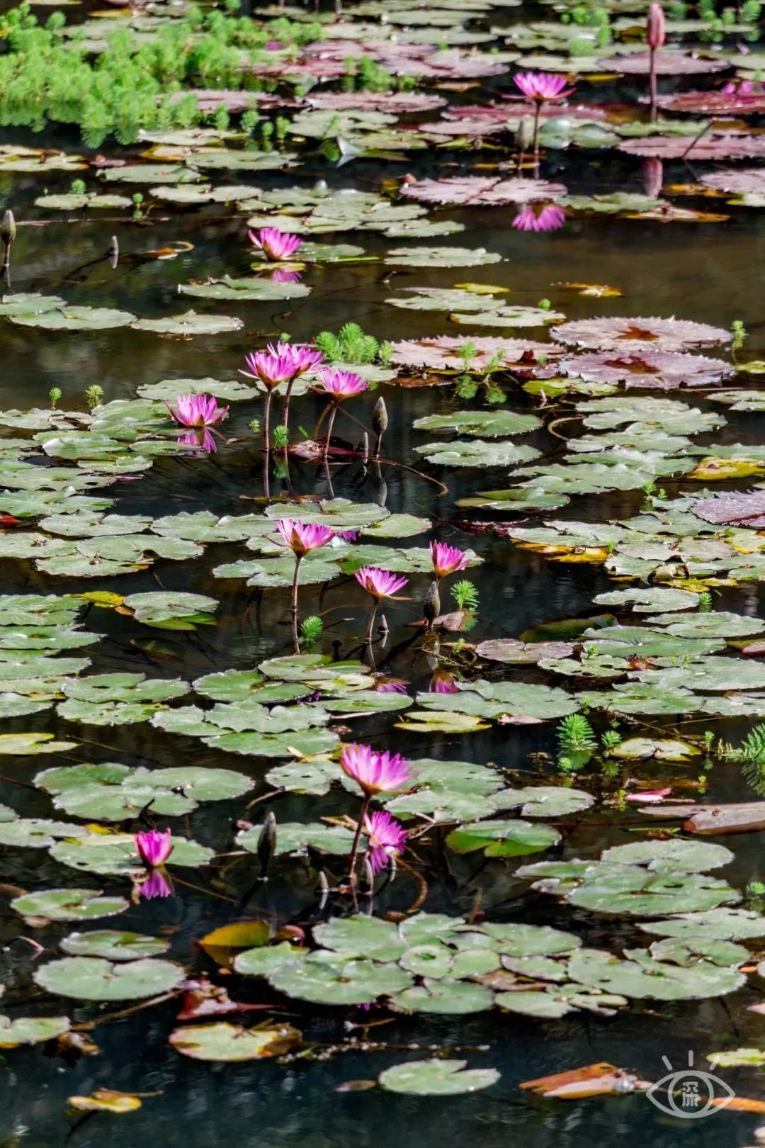 国内好看小众的湖泊,深圳好玩的湖泊有哪些
