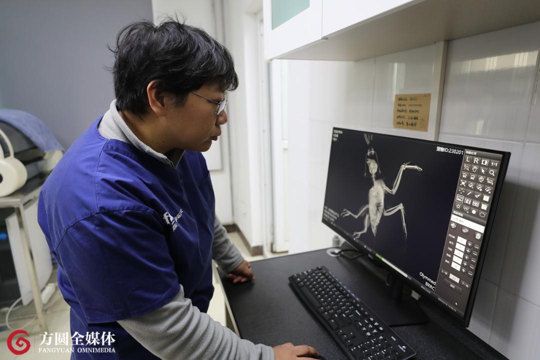 康复治疗师的职业要求,猛禽康复师