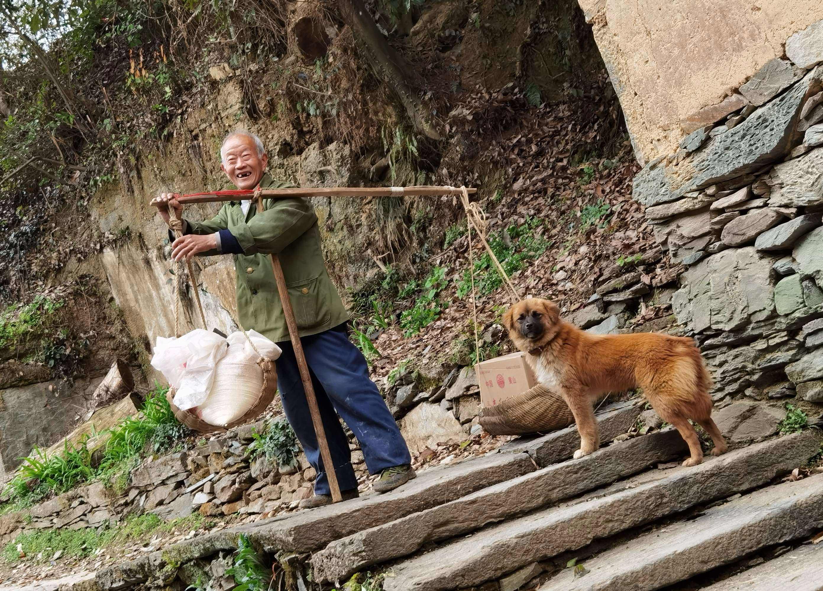 中华田园犬的血统是狗中最高贵的,中华田园犬五大名狗品种