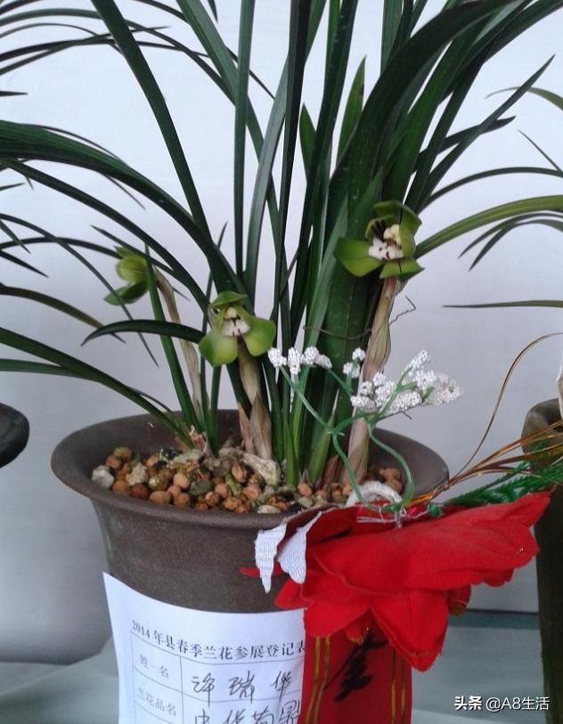 每日一品花草图片,每日一品