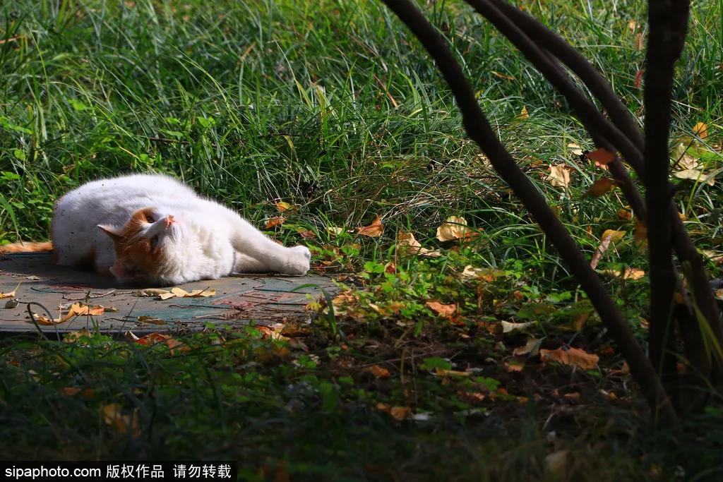 故宫御猫最火的猫,北京故宫的猫为什么叫御猫
