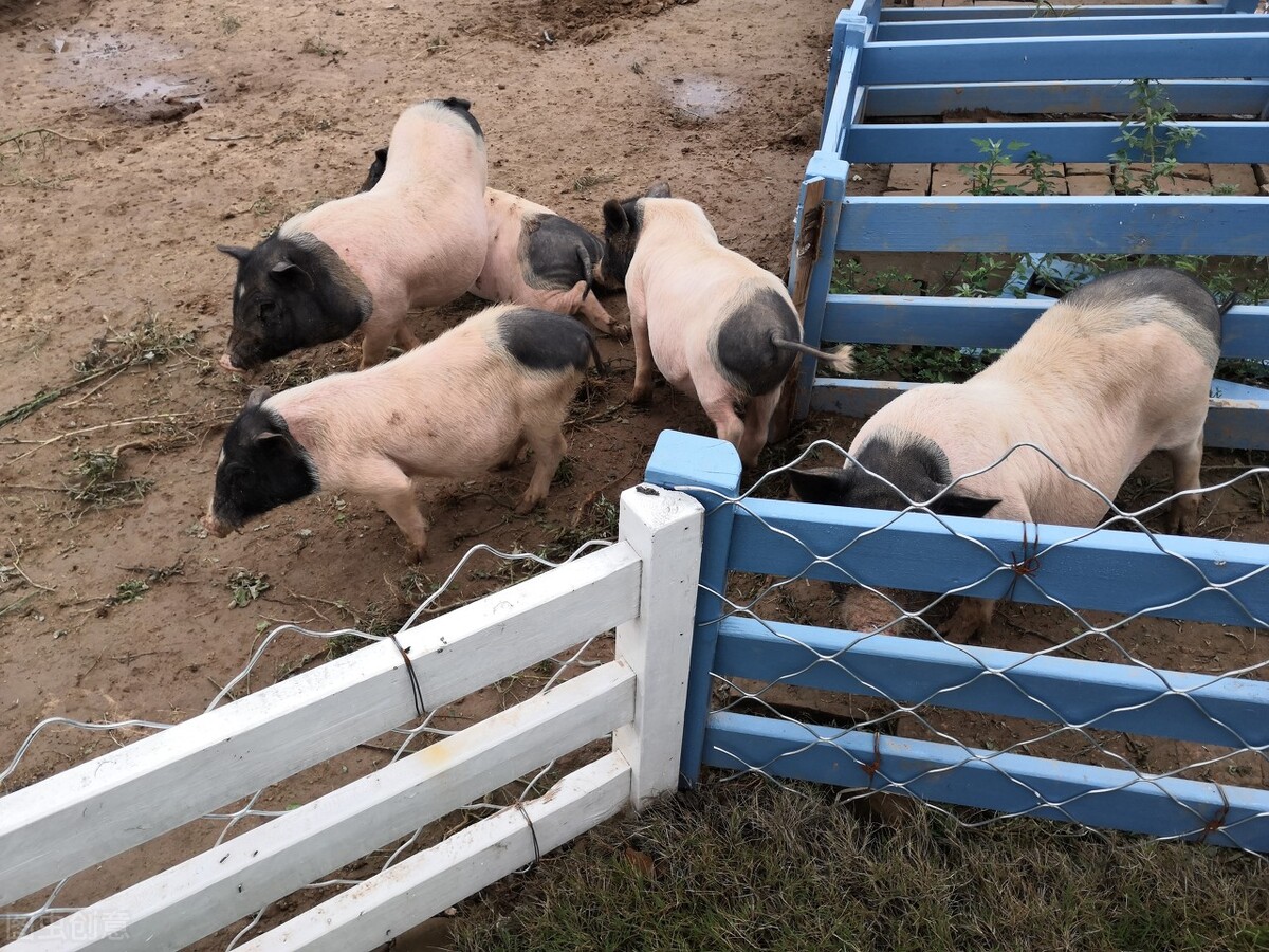 中国的猪普遍是什么品种,我国的土猪哪个地方的品种最好