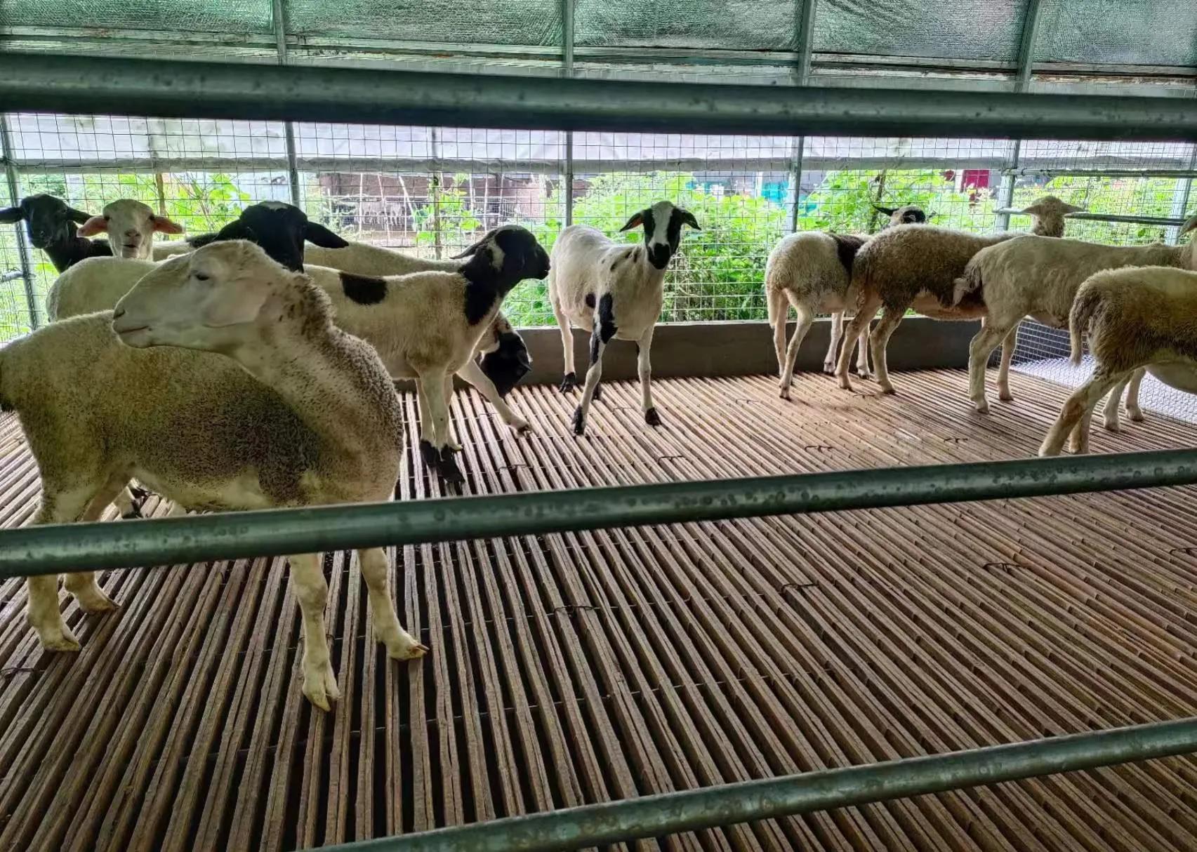 养羊人禁忌是什么,养羊的人要注意什么事项