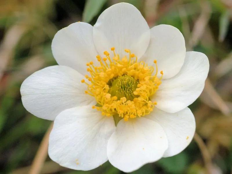 白色花朵有香味的花,白色的花朵有哪些