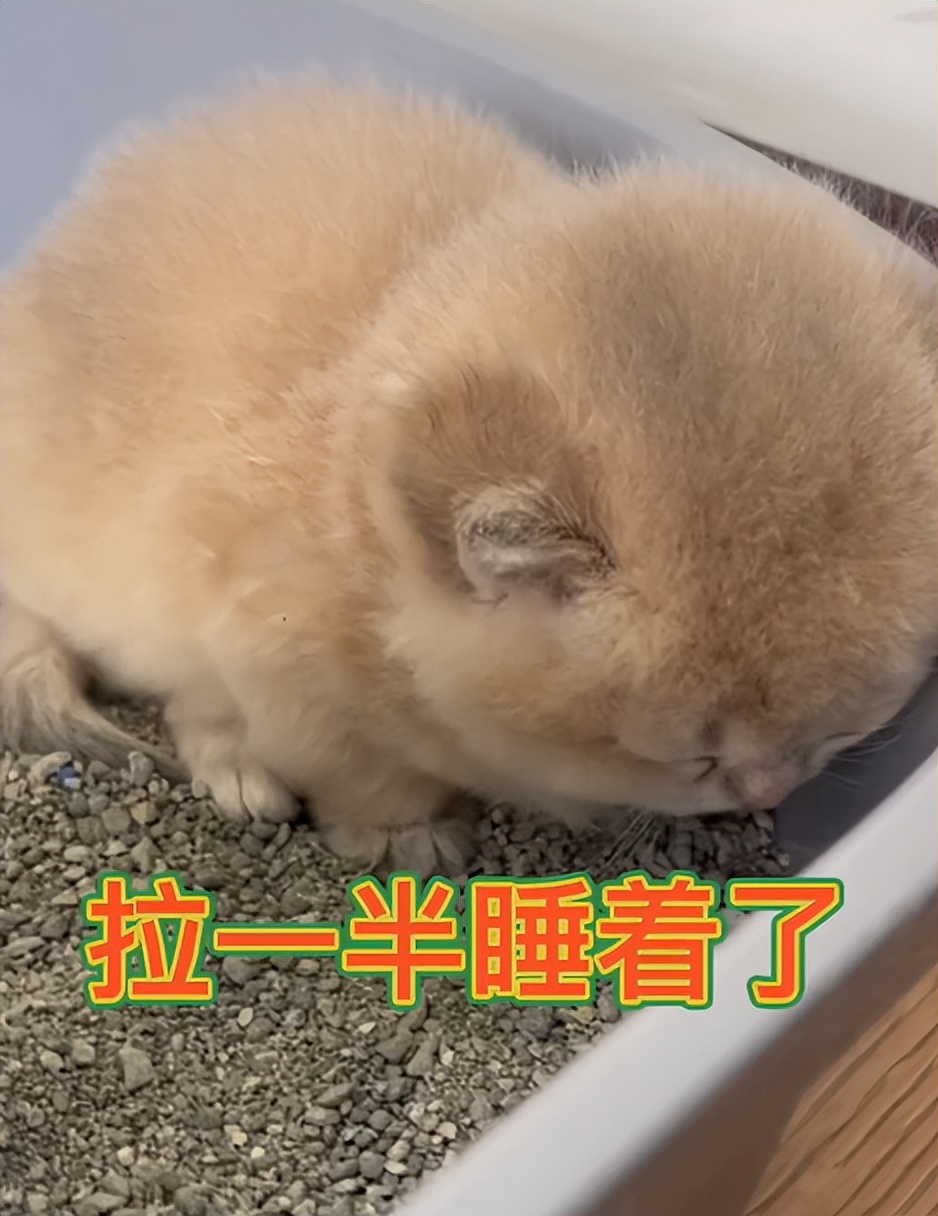 驴得水小朋友是智障猫吗,全网公认的智障猫怕水