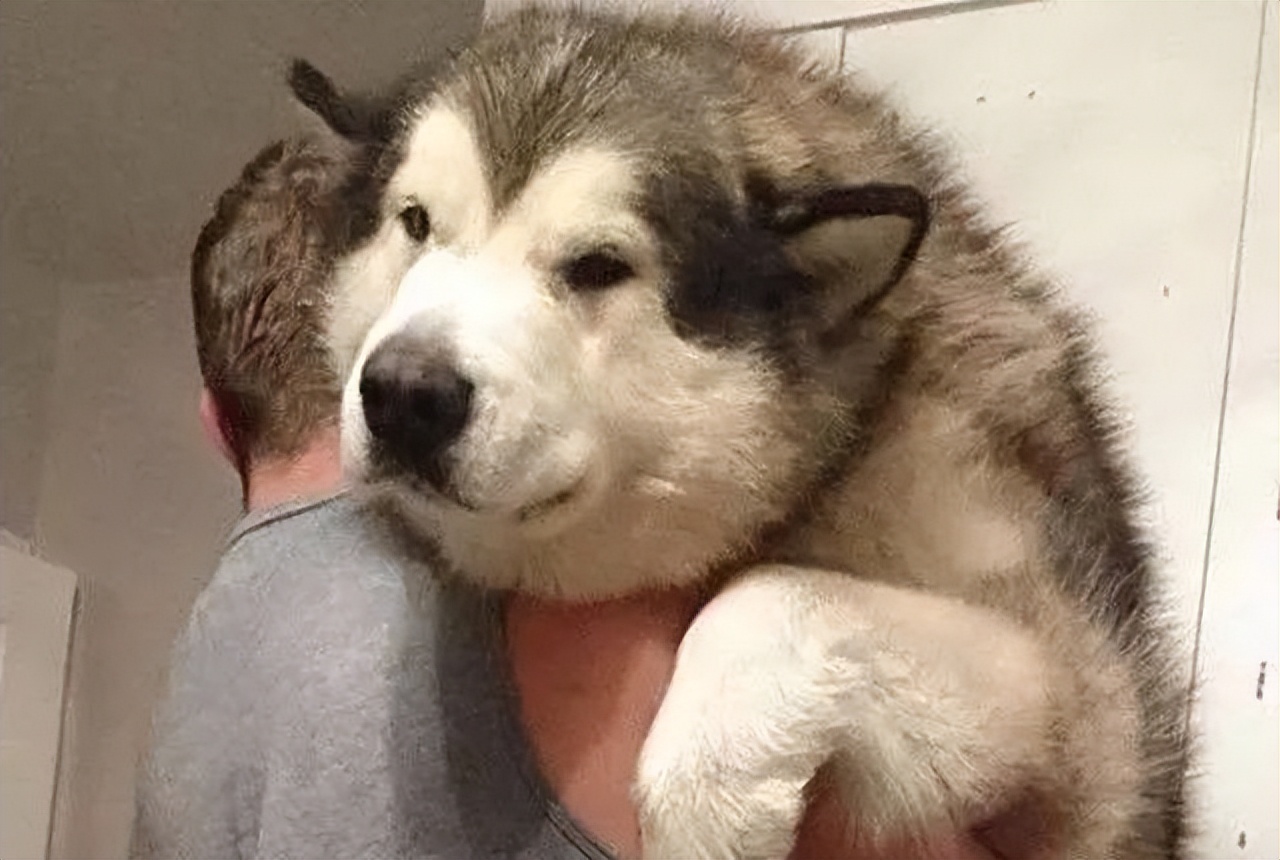 纯种阿拉斯加优缺点,阿拉斯加值不值得养