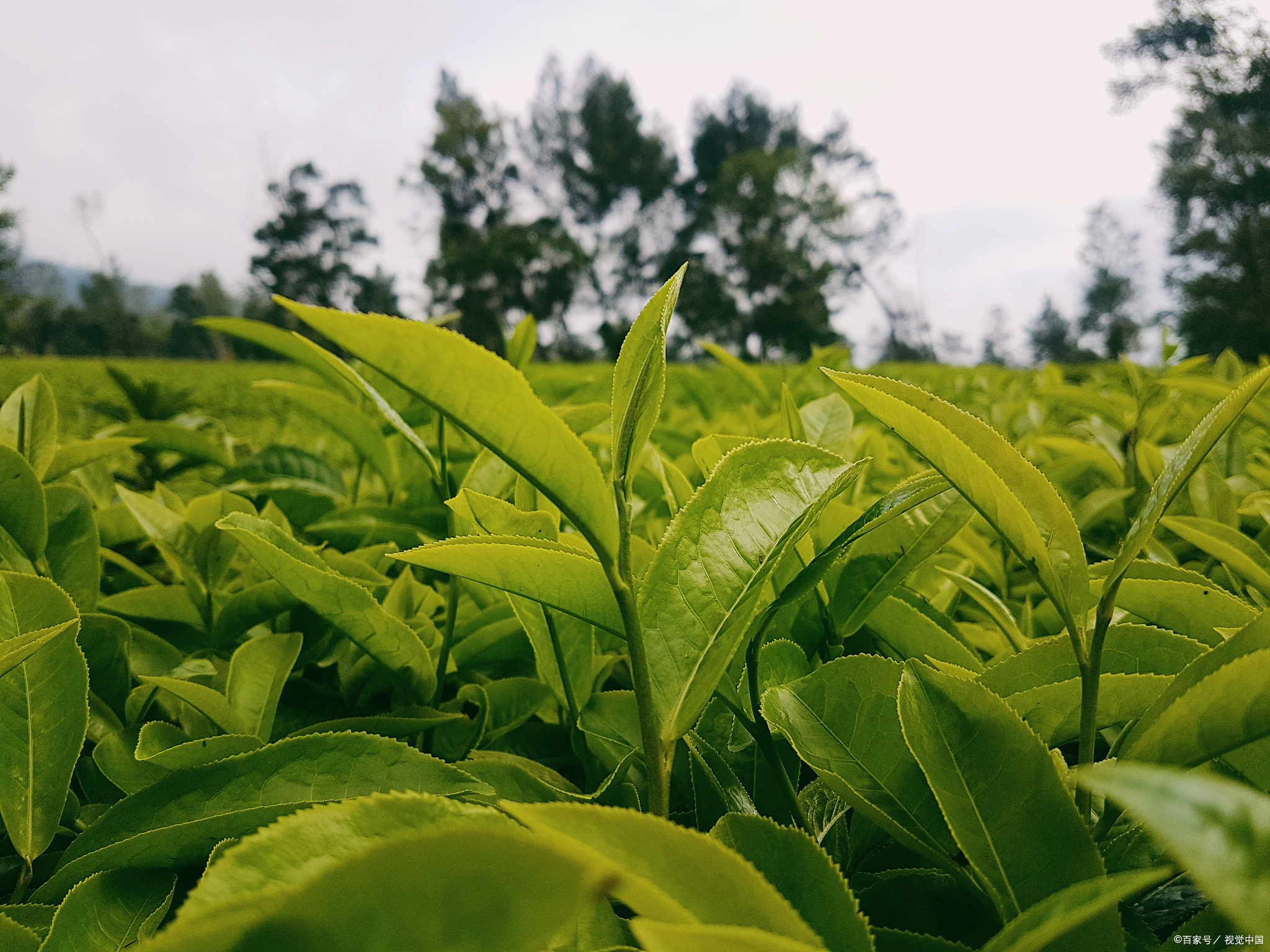 武汉十大特产排行榜，每次去了都必须吃一份热干面！