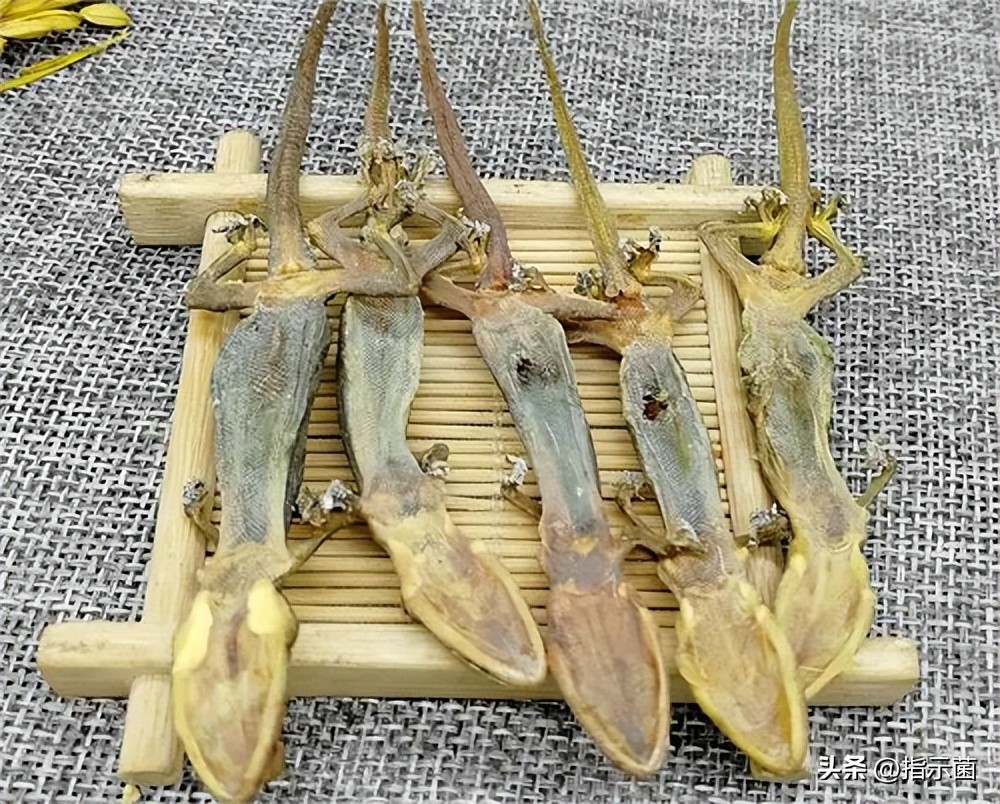 壁虎民间故事,壁虎趣味科普