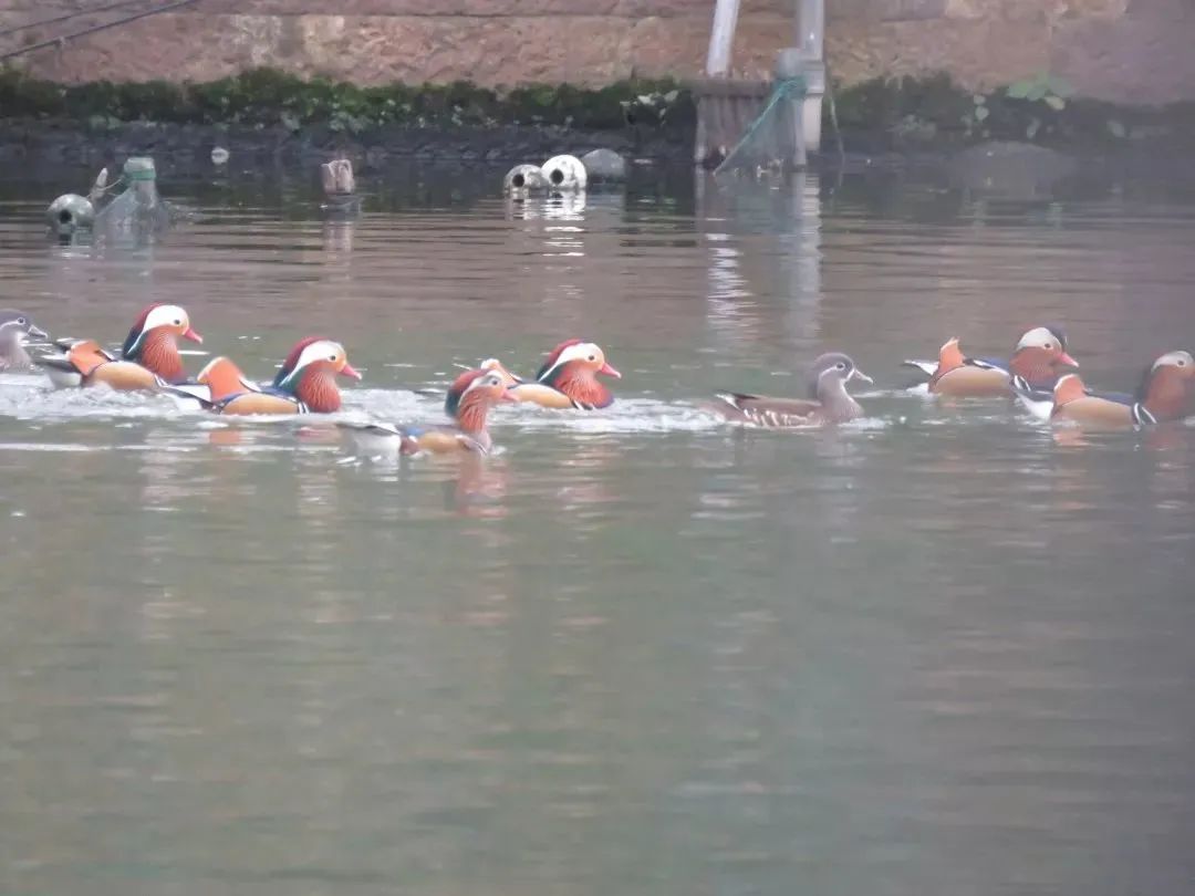 西湖“四大天王”三缺一，锦鲤也逃不出TA的嘴...