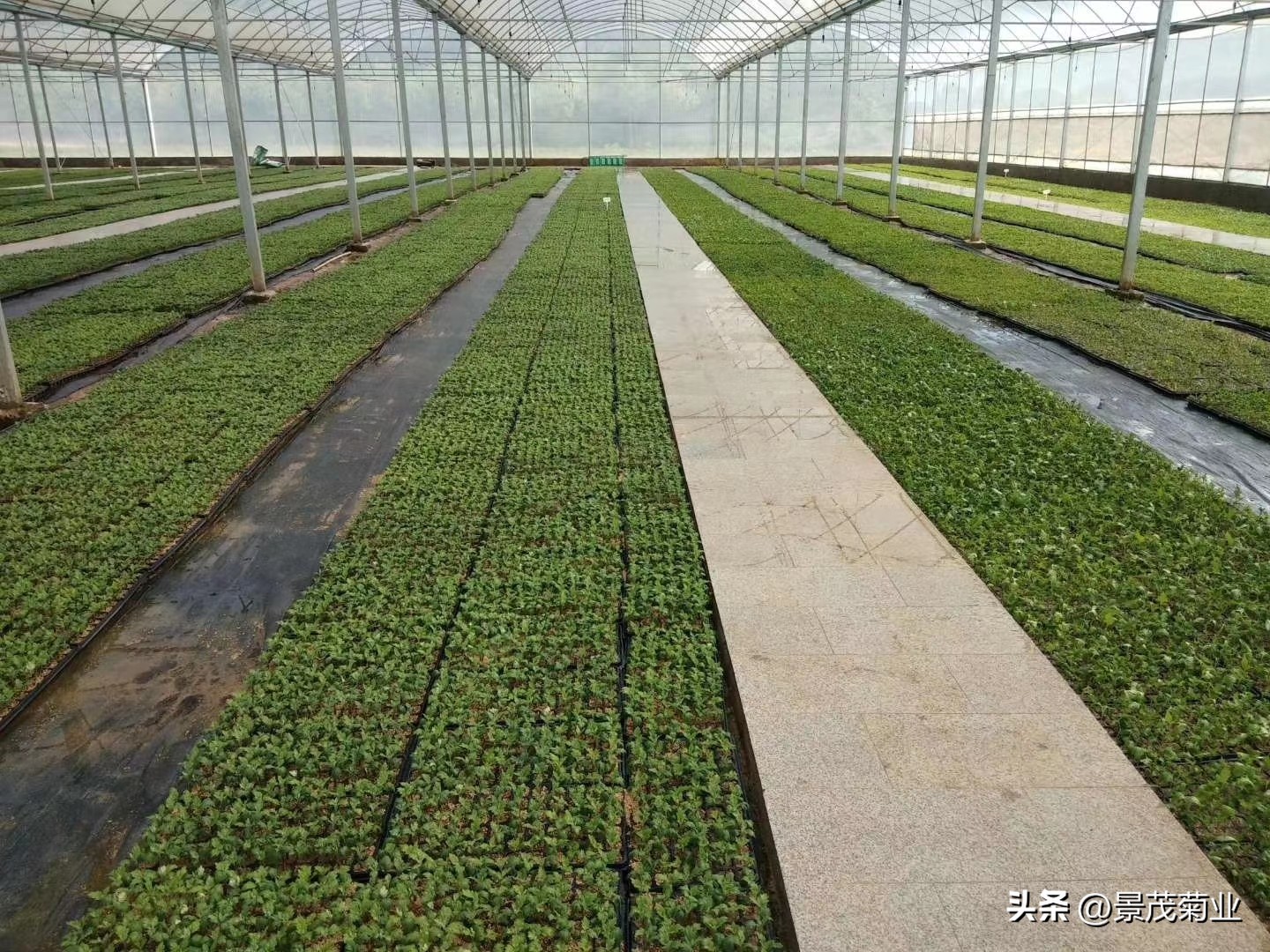 菊花苗扦插浇水要天天浇吗,菊花浇水方法视频教程