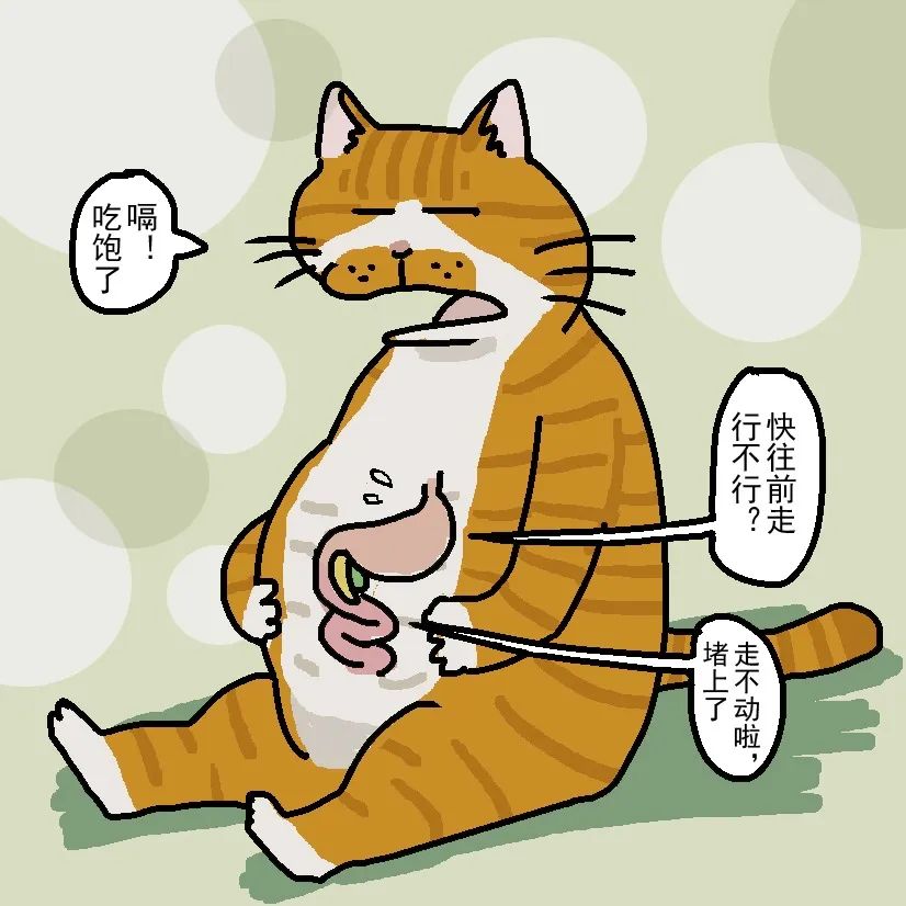 猫咪要怎么喂才是正确的答案,猫咪能每天喂猫吃不同的肉吗