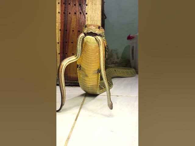 历史上最残忍的10种酷刑,史上最可怕的十大酷刑