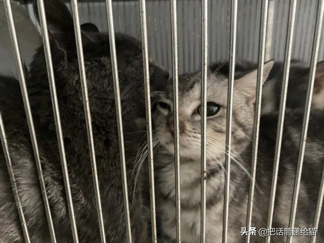 江苏偷猫事件,偷猫人被抓新闻