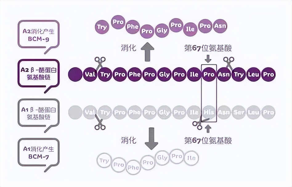 a2奶粉真的好吗,a2奶牛粉评测