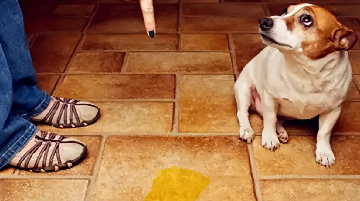 狗狗不会站怎么教,狗狗不会躺怎么教