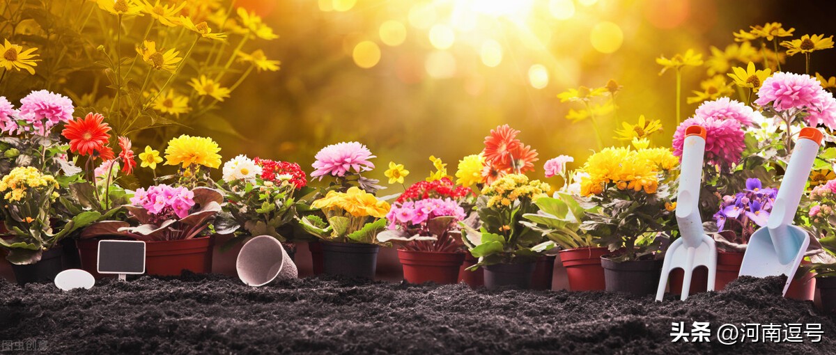 刚栽的苗发蔫正常吗,新苗枯萎