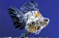 各种漂亮鱼的名称及图片,漂亮可爱的海水观赏鱼