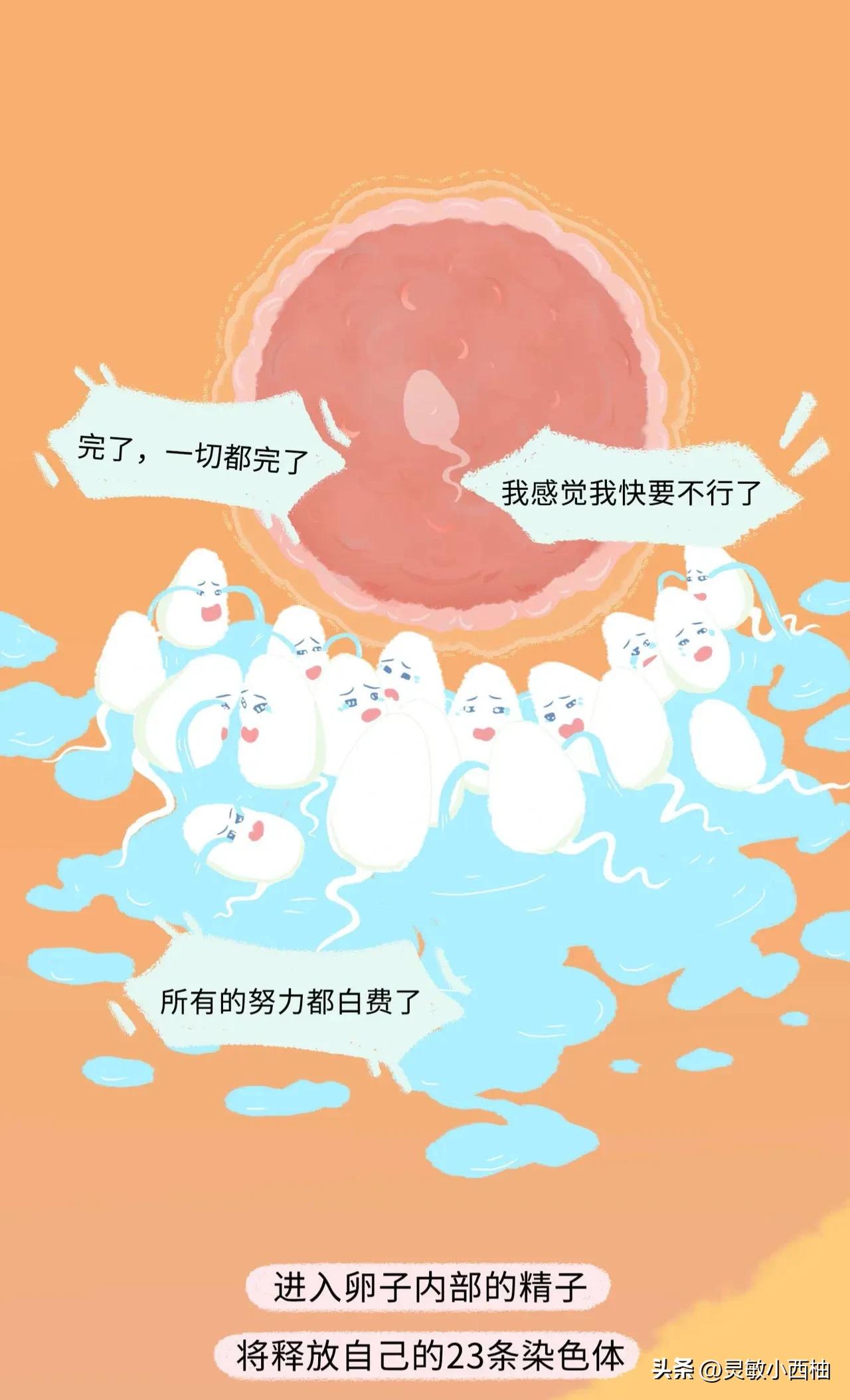 这就是精子进入女性体内的全过程，太神奇了！（漫画）