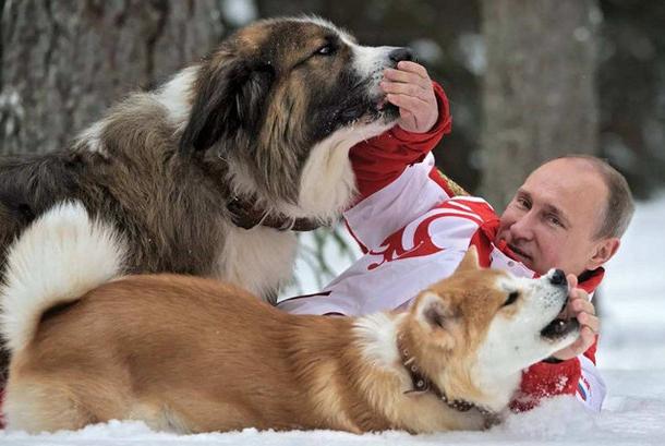 俄罗斯猫被制裁猫的反应,俄罗斯人对猫被制裁的看法