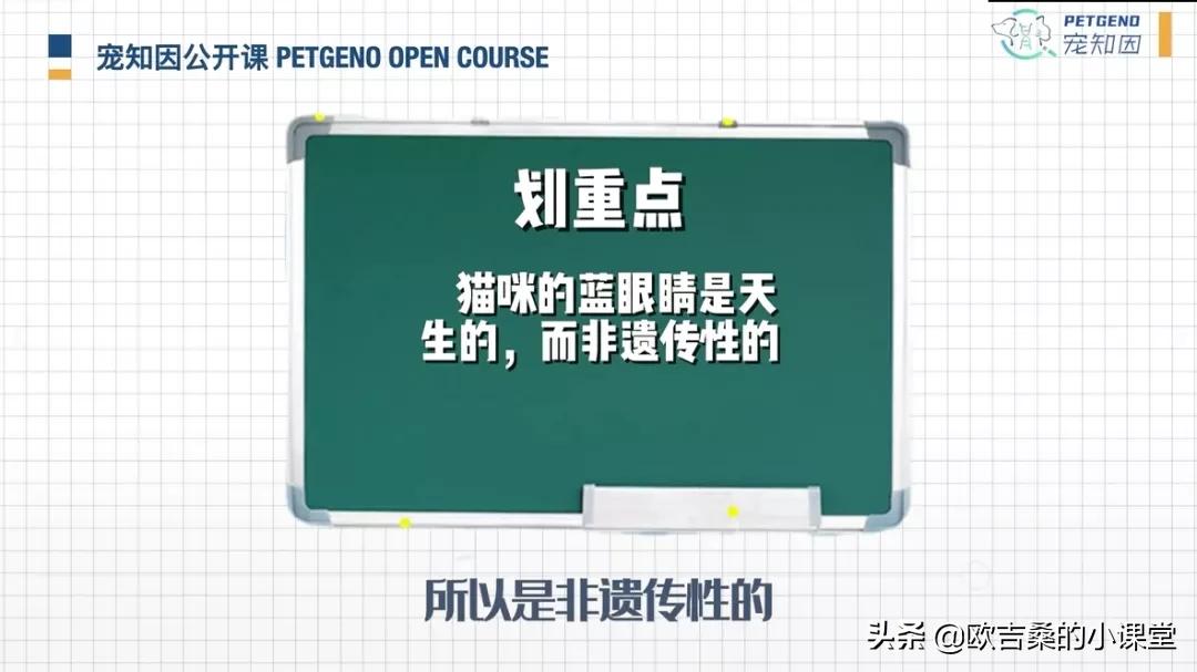 白斑变异基因,白斑基因和全白基因