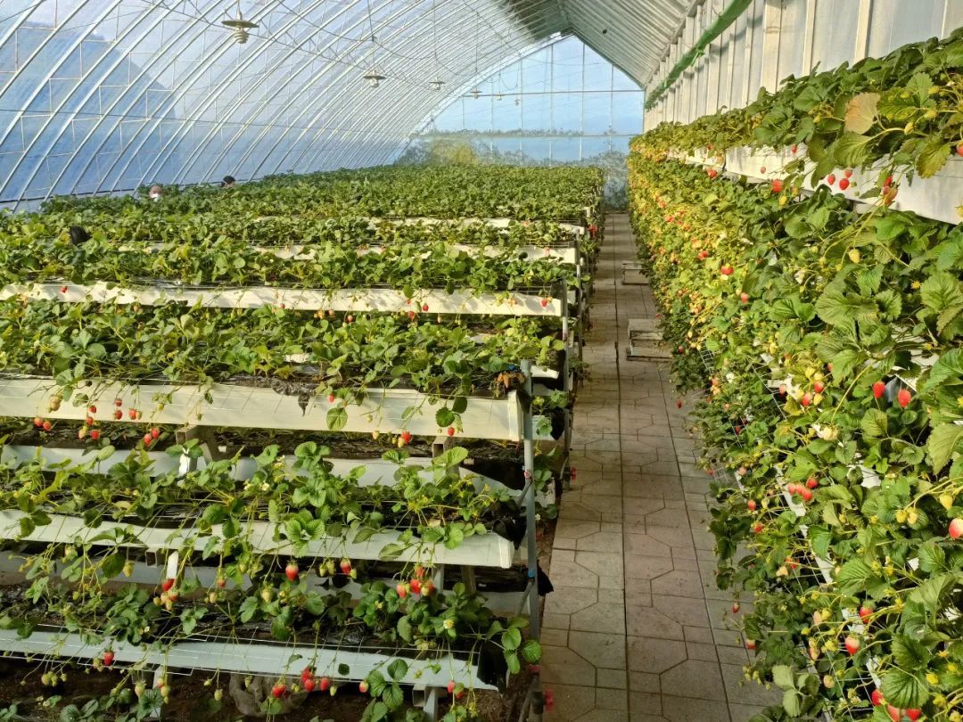 邀您来看，冬日里的“致富经”~