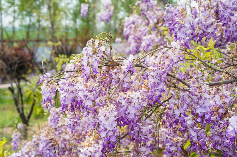 宿州两日游,安徽宿州一日游推荐