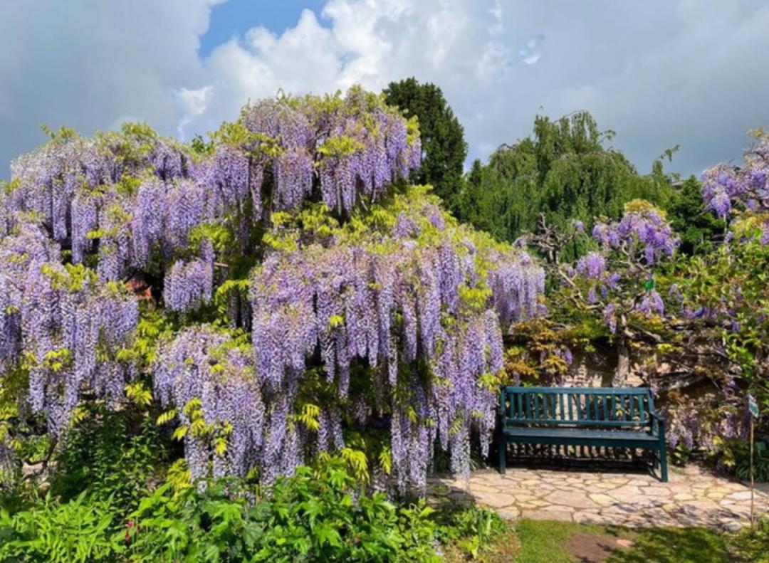 这一架紫藤，隔开了俗世