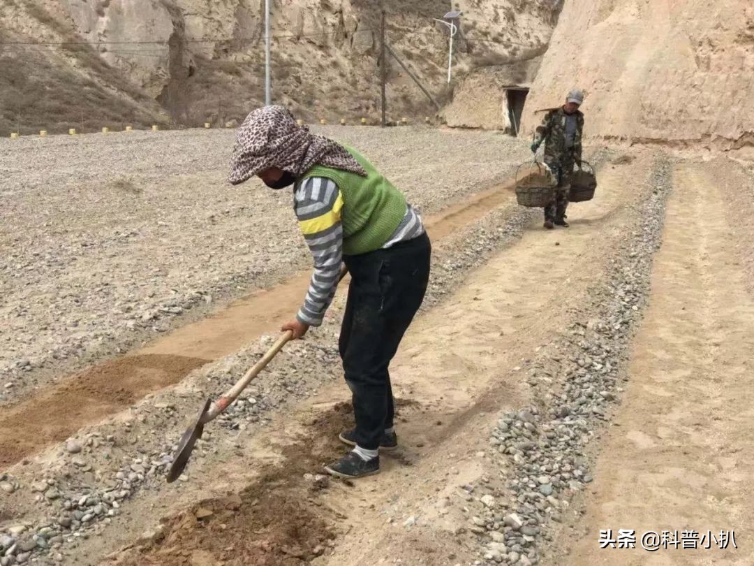 硒砂瓜种植现存问题,种植硒砂瓜的有利自然条件有哪些