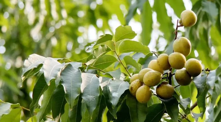 中国最能代表福气的植物,中国十大吉祥植物排行榜