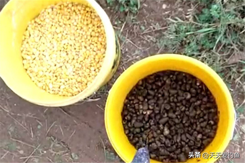 野钓大青鱼有哪些注意事项,野钓大青鱼的技巧供你参考哦