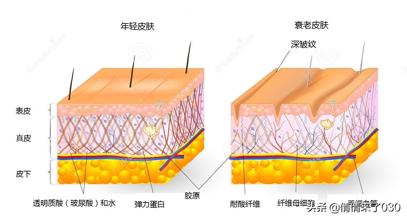 脸上皮肤松弛怎么紧致男生,脸上的皮肤松弛下垂怎么办