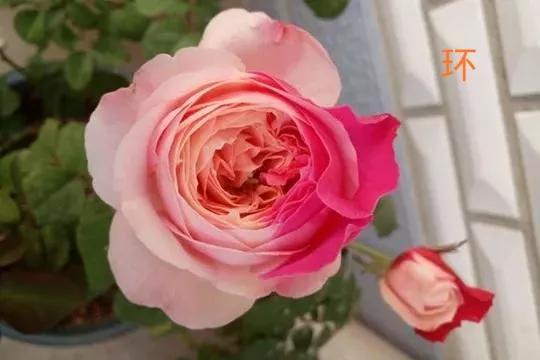 常见切花月季一览（40）（接上期）