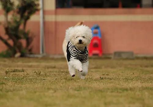 经期护理常识：狗狗来姨妈可以洗澡吗？*处私**和毛发要怎么处理？