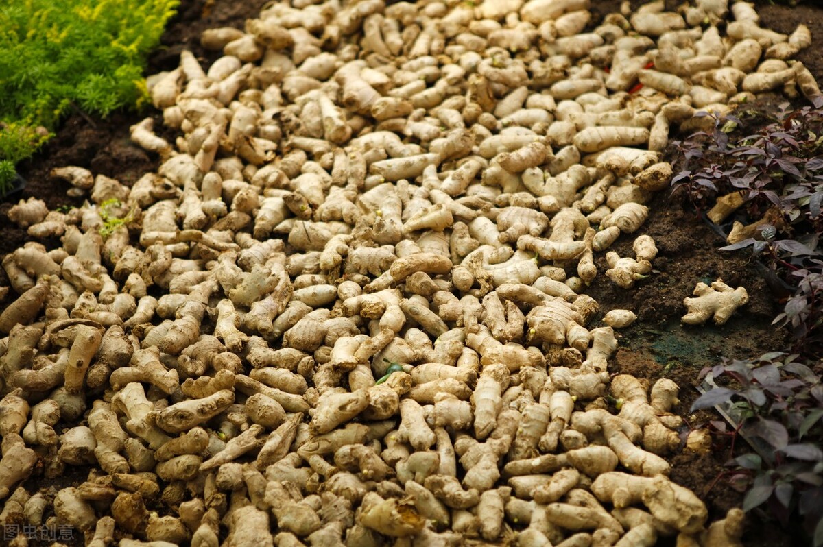 怎样种植生姜才能高产,生姜适合什么土壤种植才能高产呢